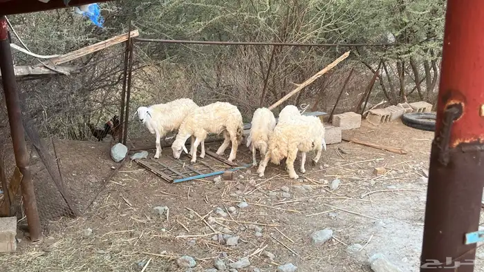 خرفان حري سمان فل شحم 2