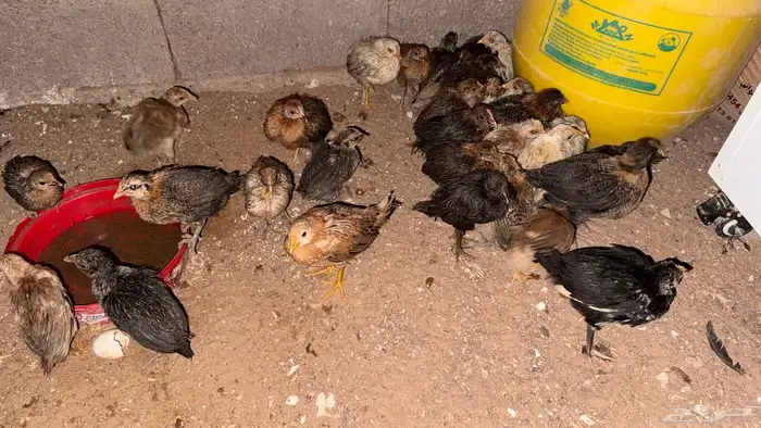 صيصان دجاج فيومي ذهبي وشبابي وانواع ثانيه 1