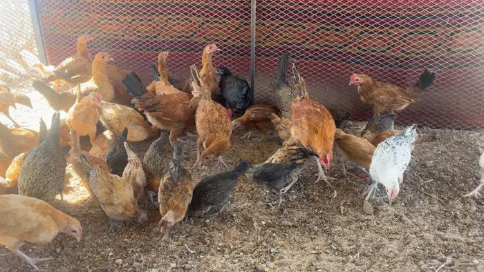 العمر 4شهور و3شهور والعدد 60 والصحة شرط 1