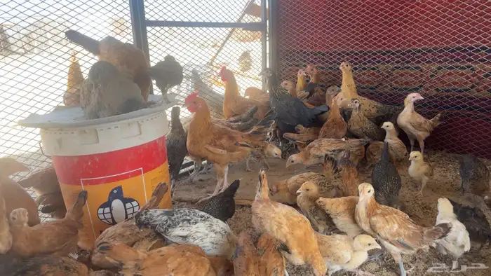 العمر 4شهور و3شهور والعدد 60 والصحة شرط 0