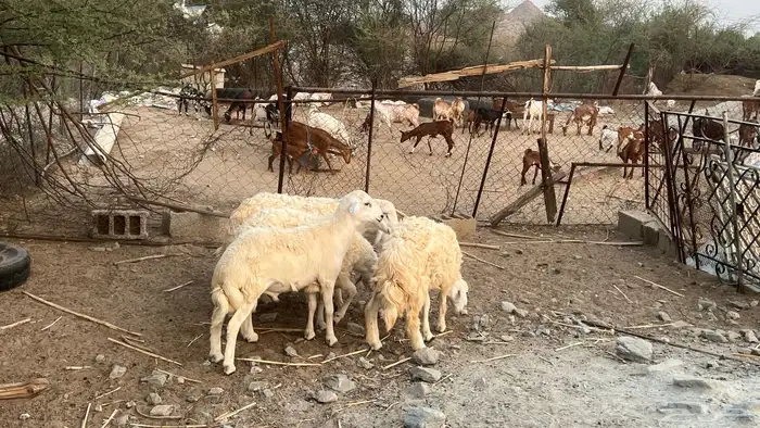 خرفان حري سمان فل شحم 0