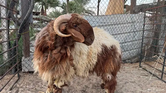 خروف نعيمي 2