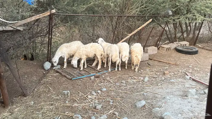 خرفان حري سمان فل شحم 1