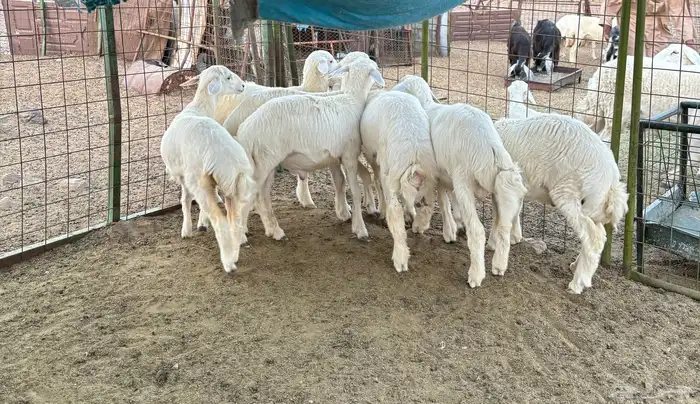 طليان للبيع 0