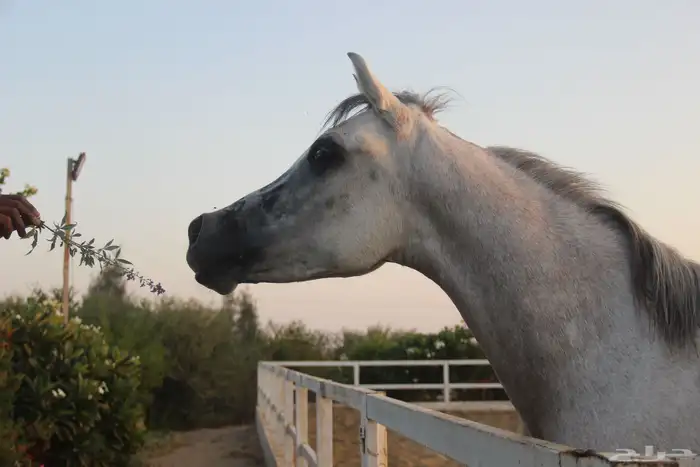 مهر مصري بيور 1