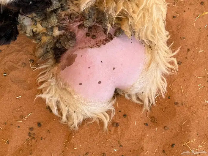 طليان نعيم جذعان بلدي جبرها للمناسبات او الثلاجات 1