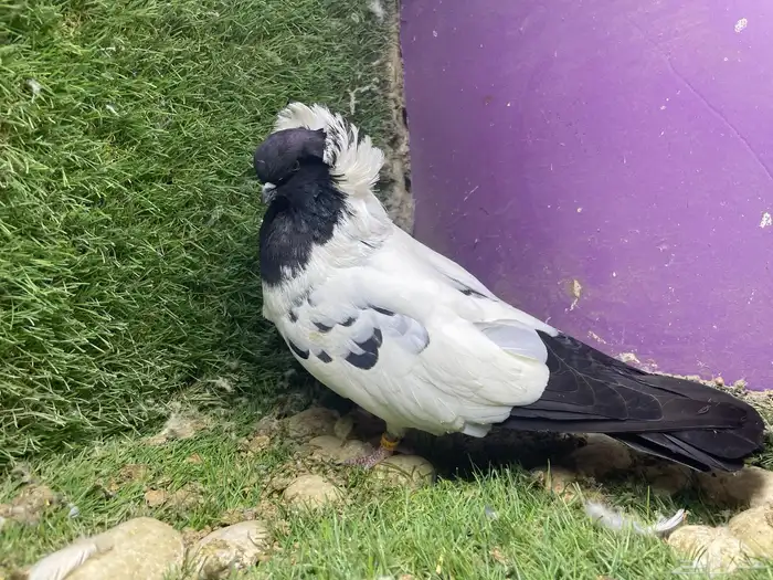 ذكر سوداني منتج 1