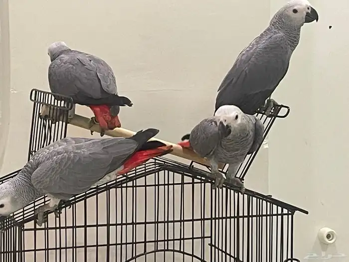 فروخ كاسكو للبيع 6