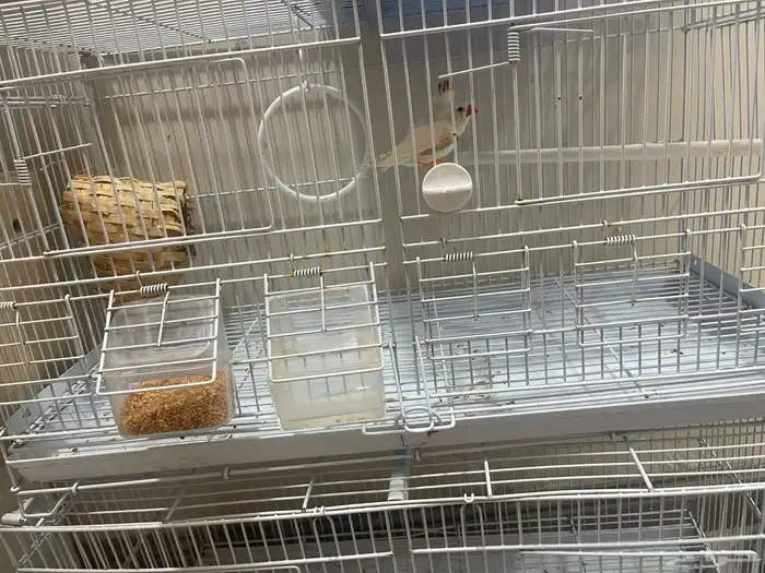 السلام عليكم لبيع 4اجواز كروان شرط منتجين ولحين عدهم بيض 3