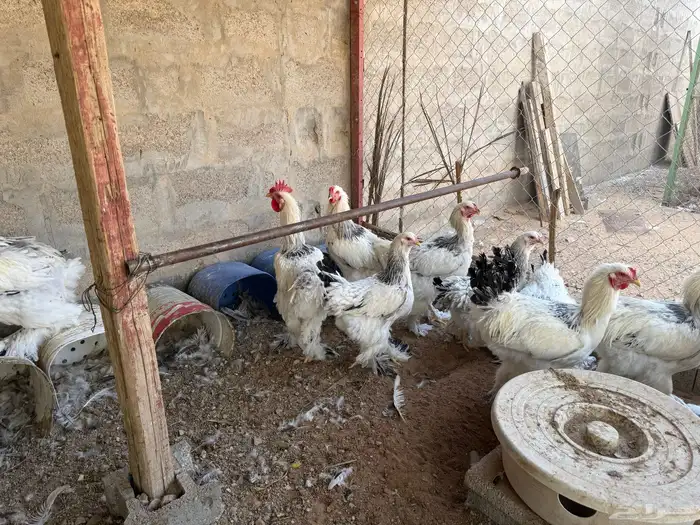 دجاج براهما وتركي 3