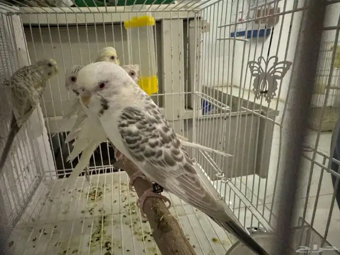 أزواج بادجي فالو 3