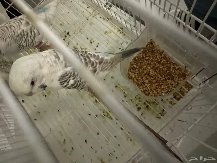 أزواج بادجي فالو 2