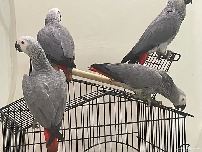 فروخ كاسكو للبيع 4