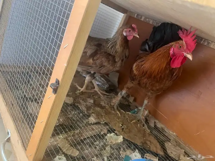 دجاجه وديك للبيع وشبك 0