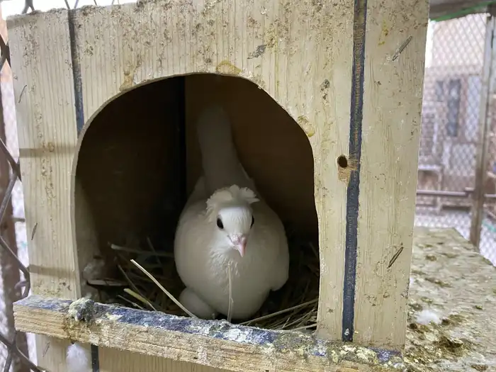 جوز قنادي غرانيق برص 4