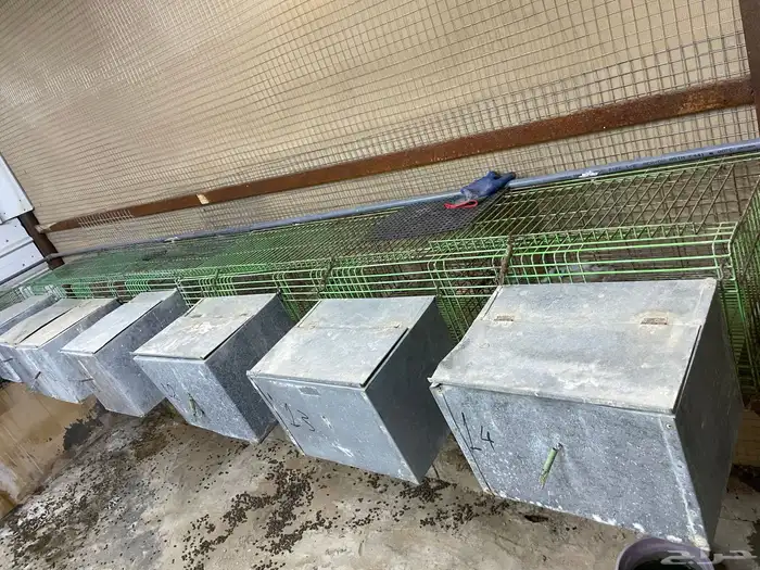 بطارية ارانب 2