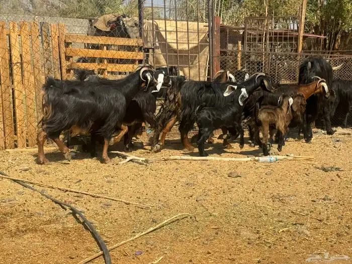 معزا ولد ودفيع 3