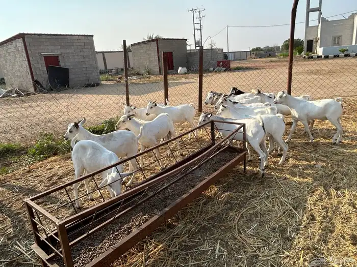 تيوس بربري جدعان وثني 1