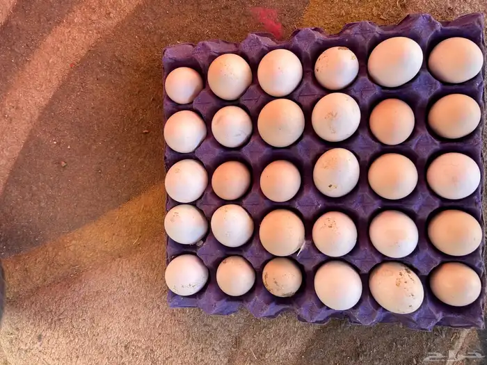 بيض بلدي للبيع 0
