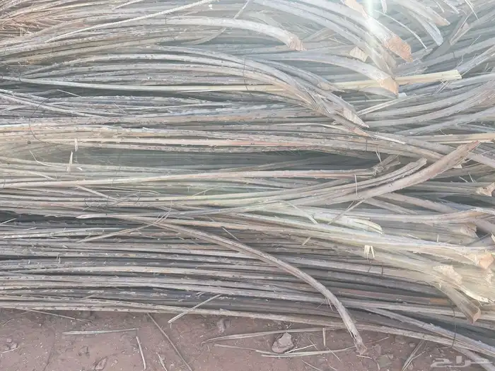 نخيل للبيع 1