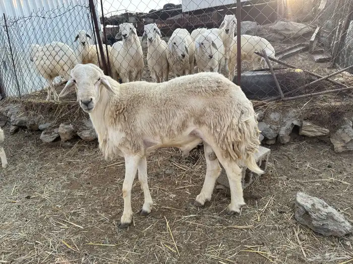 خروف فحل مشروط 2