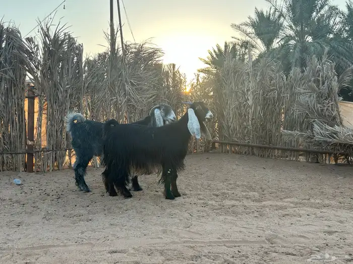 عوارض فاخرة 0