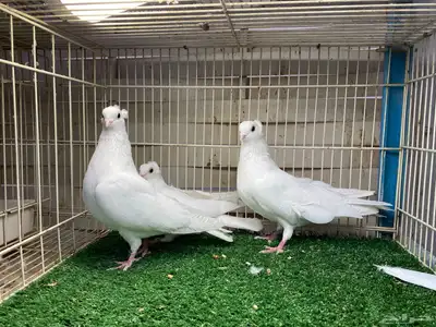 جوز قنادي غرانيق برص index