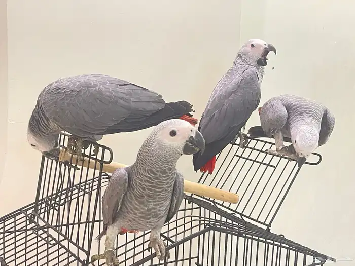 فروخ كاسكو للبيع 8