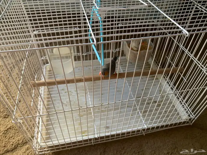 زوج زيبرا للبيع عرض خاص السعر ب 150 ريال مع قفص مع لعبه 1