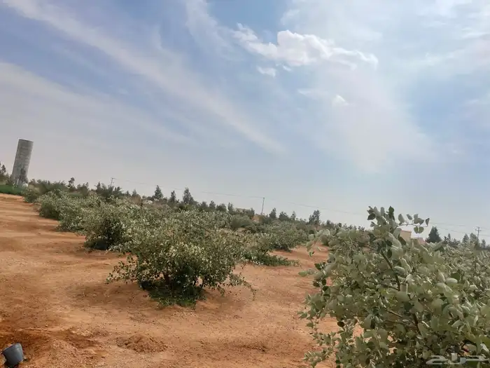 مطلوب شريك مربي نحل 0