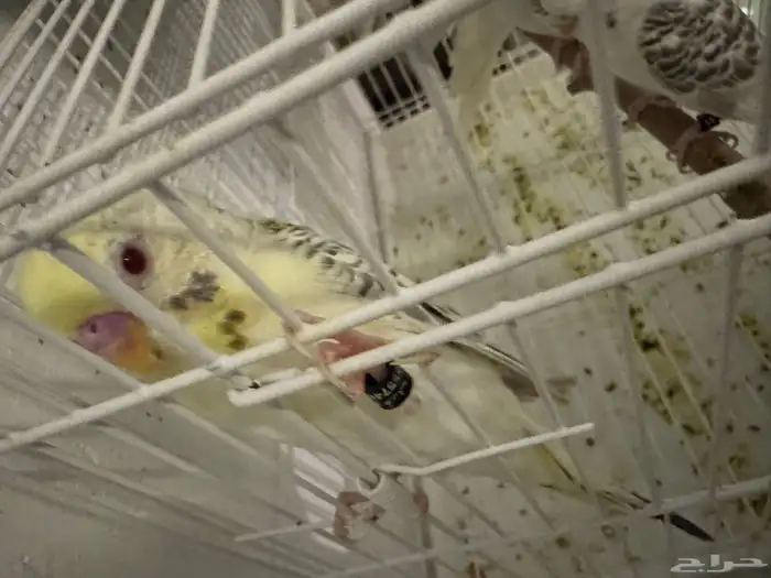 أزواج بادجي فالو 9