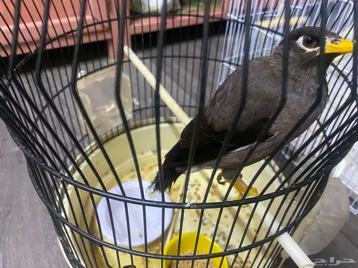 للبيع مينو اليف نشبه حجم ماشالله اخربط كلام واغرد 0