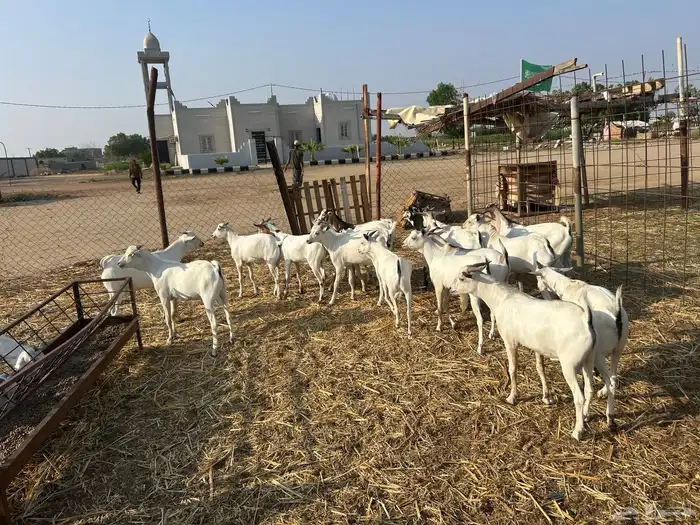 تيوس بربري جدعان وثني 3