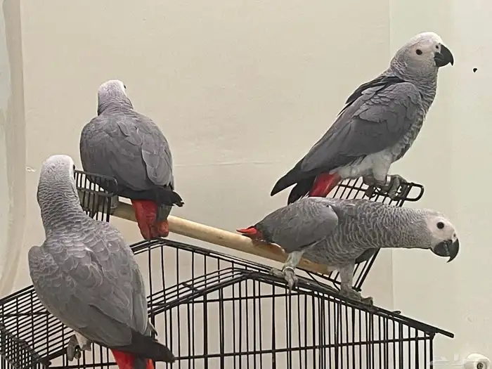 فروخ كاسكو للبيع 5