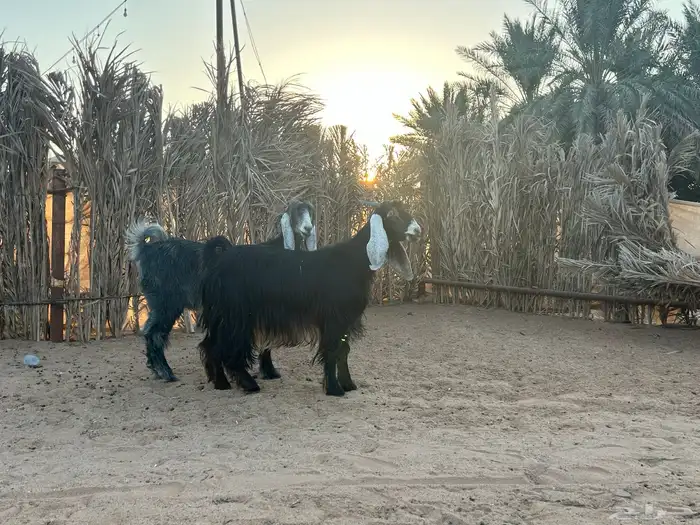 عوارض فاخرة 1