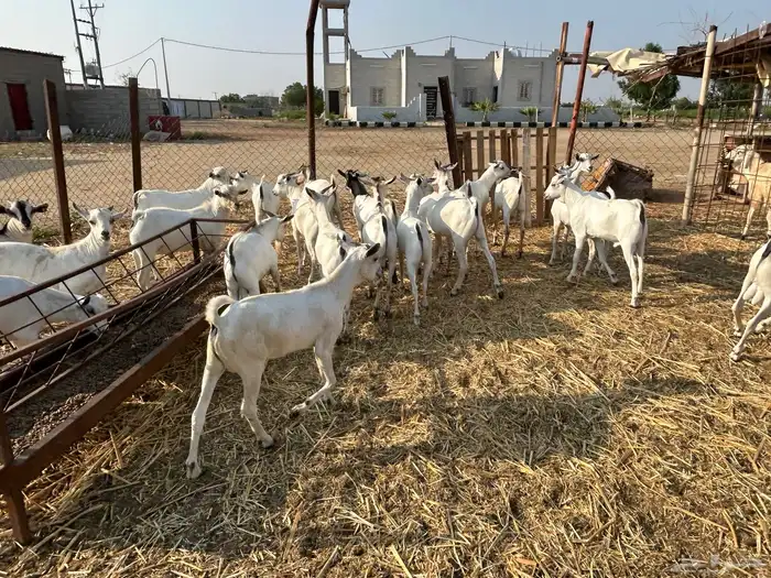 تيوس بربري جدعان وثني 2