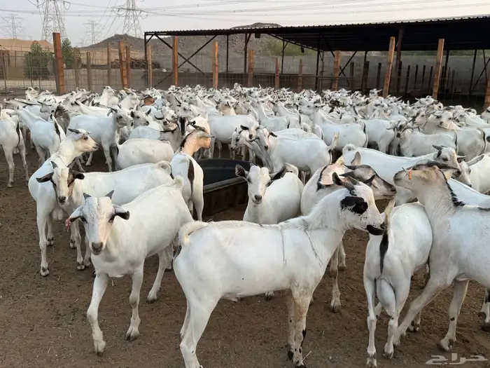 تيوس مستوردة مربى تربيه خاصه ونظيفة 1