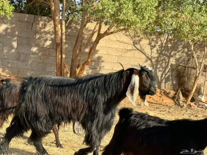 معزا ولد ودفيع 5