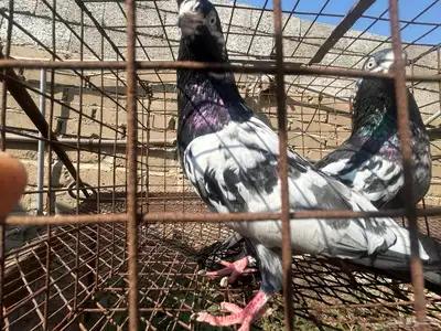 تيدي بيور index