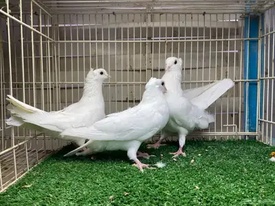 جوز قنادي غرانيق برص index