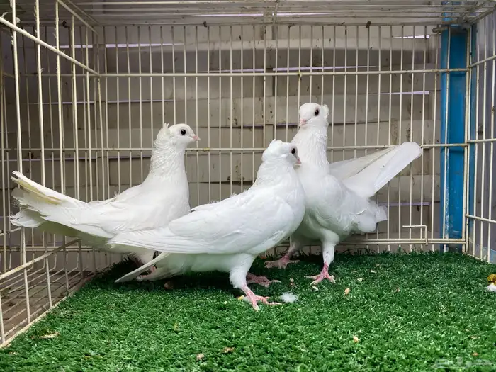 جوز قنادي غرانيق برص 3