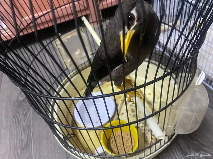 للبيع مينو اليف نشبه حجم ماشالله اخربط كلام واغرد 2