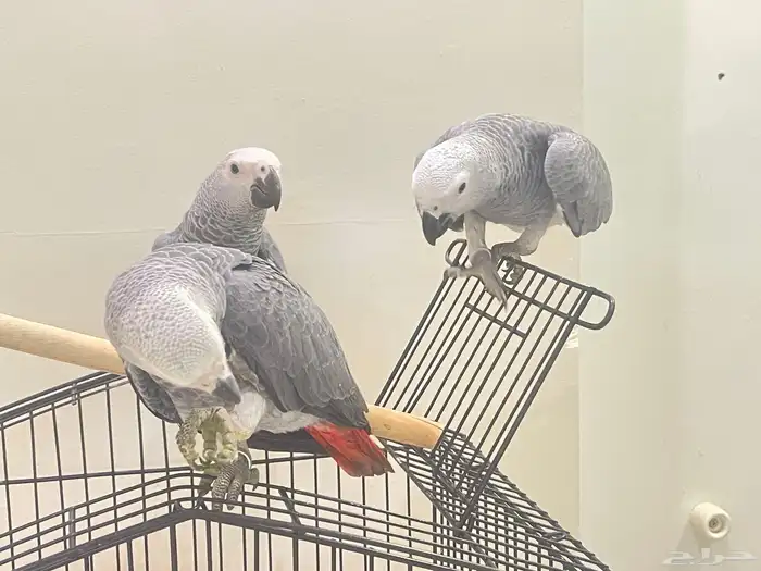 فروخ كاسكو للبيع 7