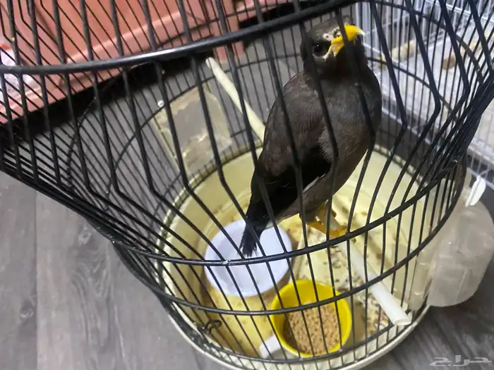 للبيع مينو اليف نشبه حجم ماشالله اخربط كلام واغرد 3