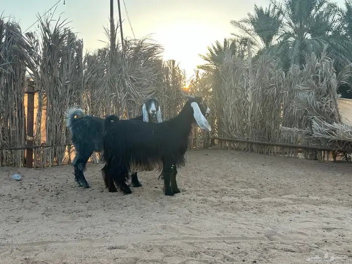 عوارض فاخرة 2