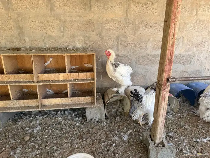 دجاج براهما وتركي 4