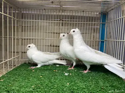 جوز قنادي غرانيق برص index