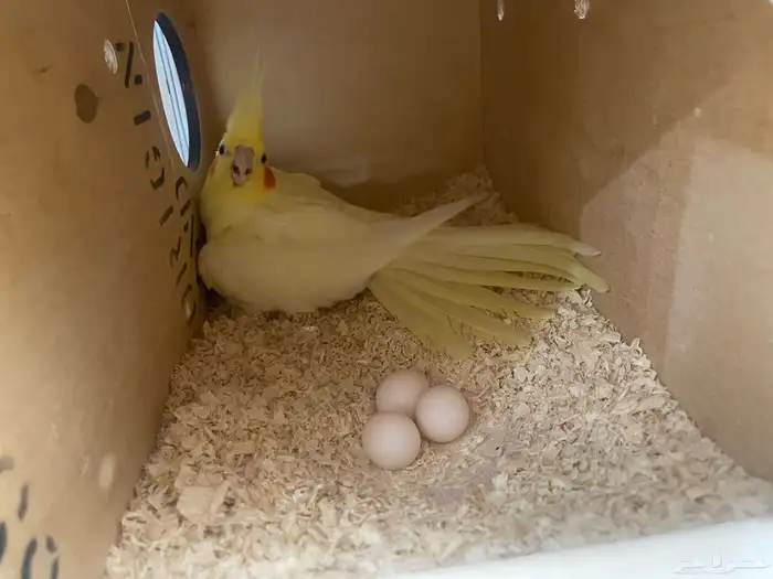 السلام عليكم لبيع 4اجواز كروان شرط منتجين ولحين عدهم بيض 1