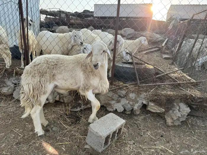 خروف فحل مشروط 1