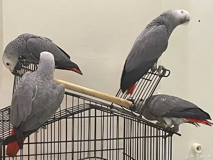 فروخ كاسكو للبيع 3